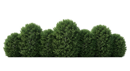 Fototapeta premium Dense Row of Rounded Green Bushes on Black Background