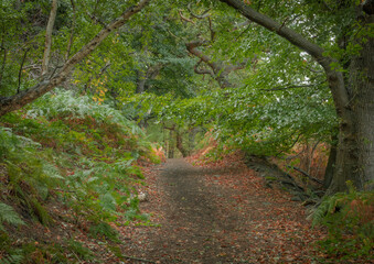 Obraz premium footpath in the woods