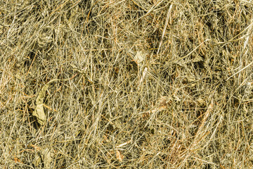 A close-up view of dry, tangled grass and twigs, highlighting the texture and natural patterns of dried vegetation in a sunlit outdoor environment.