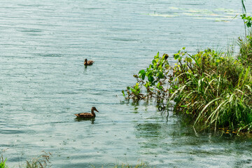 Two ducks swimming near the green grassy shore of a calm lake during a light rain shower, with visible raindrops creating ripples on the water surface.