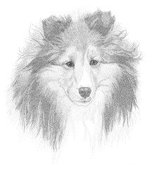 Shetland Sheepdog Pen and Ink Portrait