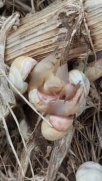 Escargots caragouilles ros&eacute;es de retour sur le sol apr&egrave;s la pluie apr&egrave;s une p&eacute;riode suspendus en hauteur &agrave; cause de la s&eacute;cheresse