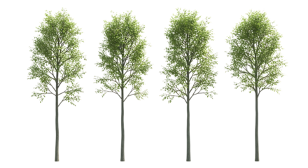 Four Tall Thin Trees with Green Foliage on Black Background