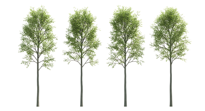 Four Tall Thin Trees with Green Foliage on Black Background