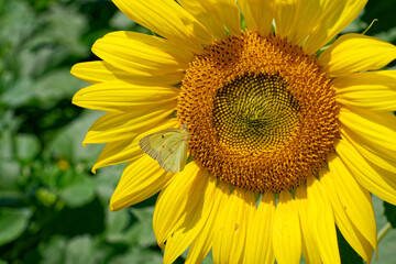 Butterfly on a sunflower closeup