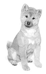 Shiba Inu Puppy Pen and Ink Drawing