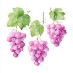 Fototapeta premium purple grapes with accompanying green leaves and tendrils., isolate on white background