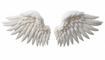 Realistic angel wings isolated on  transparent png