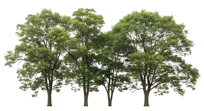 Group of Deciduous Trees with Green Foliage leaves