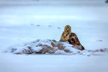 Rough legged hawk (Buteo lagopus) on dead deer