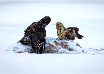 Rough legged hawk (Buteo lagopus) on dead deer