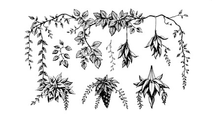 "A flat lay of hand-drawn black and white botanical illustrations, featuring trailing vines, leafy clusters, and hanging plants. Thick textured lines and shaded details create a naturalistic style, ar