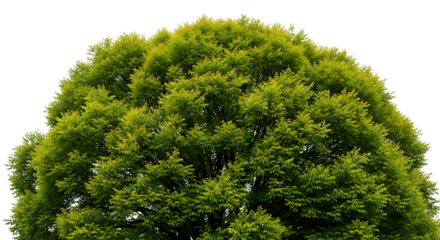 Lush Green Tree Canopy Top View Keywords: tree, canopy, green, leaves, foliage, branches, nature