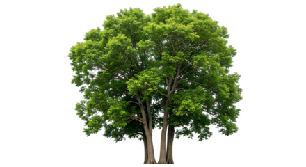 Lush Green Tree with Dense Foliage on Black Background