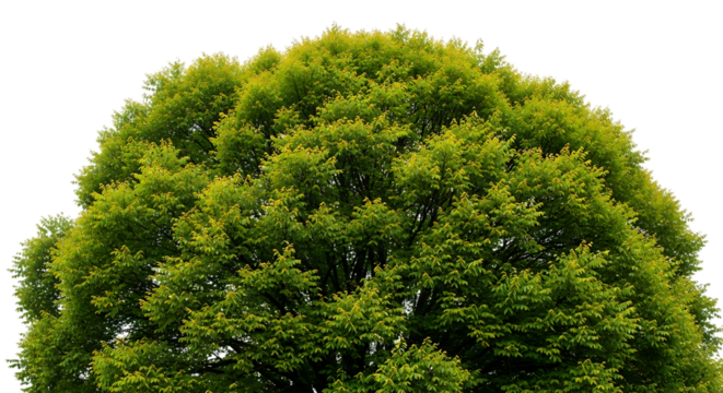 Lush Green Tree Canopy Top View Keywords: tree, canopy, green, leaves, foliage, branches, nature