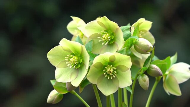 Soft green hellebore blossoms in bloom
