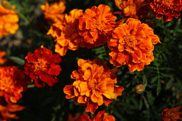 red and yellow marigold  flowers