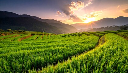 Vivid sunset casts golden light on green rice terraces nestled between lush, mountainous landscapes. A perfect vista of natural beauty