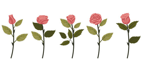 Naklejka premium Set of dusty pink roses. Five flowers on slightly inclined stems. Vector illustration isolated on white background.