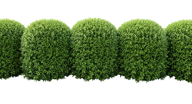 Row of Perfectly Spherical Green Bushes Isolated on Black Background