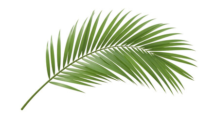 Obraz premium Single Green Palm Frond on Black Background leaf tropical