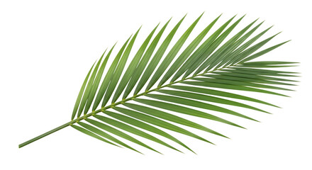 Obraz premium Single Green Palm Frond on Black Background leaf tropical