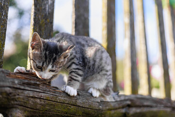 Curious kitten biting old wooden fence outdoors in summer light. Copy space.
