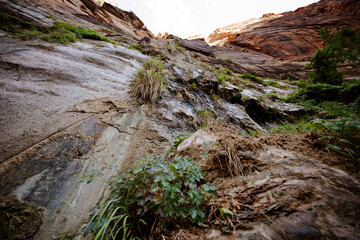 Vertical rock face adorned with lush greenery creating a natural haven.