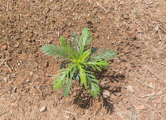 Grey-leaved euryops newly planted
