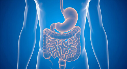 Illustration of the human digestive system, stomach and intestines anatomy
