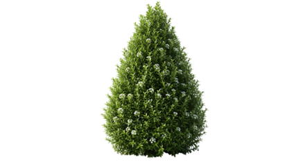 Topiary Bush with White Flowers on Black Background Keywords: bush, topiary, plant, green