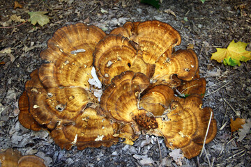 Large cluster of brown bracket mushrooms growing on forest floor