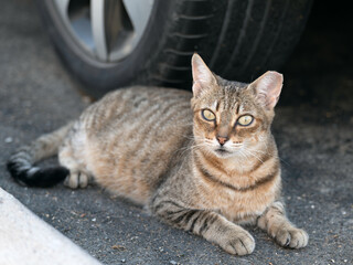 Tabby cat sitting in the shade of a parked car on Gran Canaria. Alert posture on paved ground,...