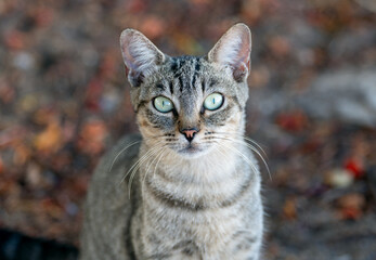 Close-up of a tabby street cat with green eyes in Gran Canaria. The cat faces the camera directly, surrounded by earthy tones and natural textures.