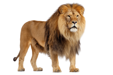Majestic male African lion, standing proudly with a thick mane, isolated on a transparent background. background removed