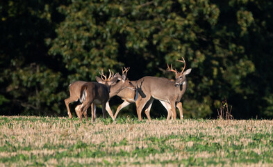 bucks in the field