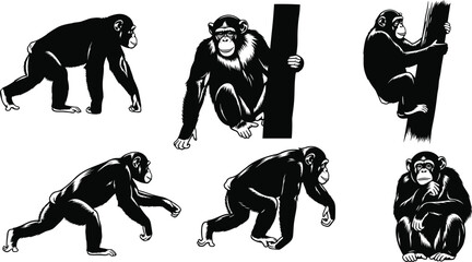 chimpanzee, primate, animal, silhouette, walk, sit, climb, pose, icon, vector, illustration, black, white, jungle, anatomy, behavior, wildlife, ape, motion, design