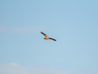 Obraz premium A hawk glides gracefully against a bright blue sky, wings spread wide as it soars above a tranquil landscape. Its feathers catch the sunlight while it searches for food.