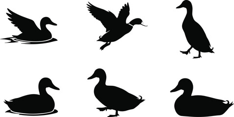 duck, bird, silhouette, flying, walking, swimming, sitting, wings, icon, vector, illustration, black, white, nature, water, pose, anatomy, behavior, rural, wildlife, design
