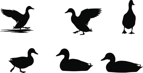 duck, bird, silhouette, walking, floating, sitting, wings, icon, vector, illustration, black, white, nature, water, pose, anatomy, behavior, rural, wildlife, feather, design