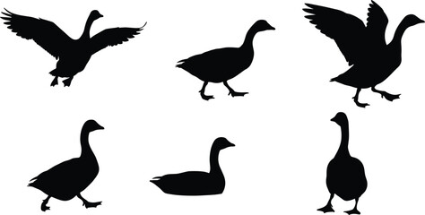 goose, bird, silhouette, flying, swimming, walking, icon, vector, illustration, black, white, nature, water, wildlife, pose, anatomy, behavior, migration, wing, rural, design