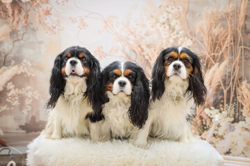 Trio de cavalier © MMLinstantPrse