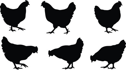 chicken, animal, silhouette, walking, standing, pecking, icon, vector, illustration, black, white, nature, farm, poultry, pose, anatomy, behavior, rural, livestock, hen, design