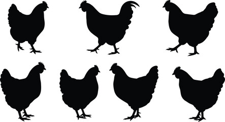 chicken, animal, silhouette, walking, standing, icon, vector, illustration, black, white, nature, farm, poultry, pose, anatomy, behavior, rural, livestock, hen, design, motion