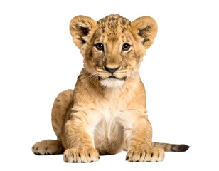Obraz premium A young lion cub sitting gracefully, showcasing its playful and curious nature in a captivating pose.