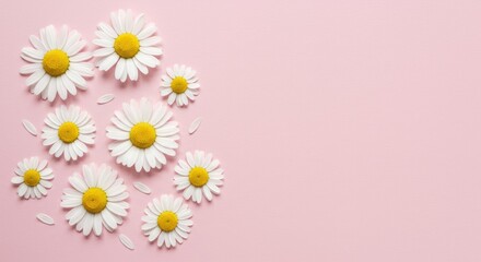 White daisies with yellow centers arranged on a pink background with copy space.