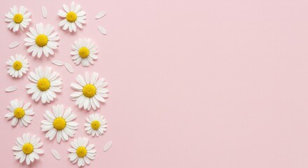 White daisy flowers arranged on a pink background with petals scattered around.