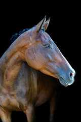 Profil cheval © MMLinstantPrse