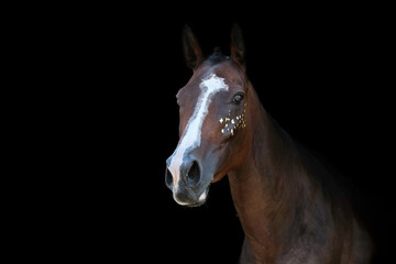 Obraz premium Cheval doré