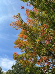 Fall foliage